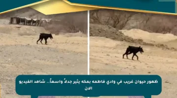 ظهور حيوان غريب في وادي فاطمة بمكة يثير جدلاً واسعاً.. شاهد الفيديو الآن